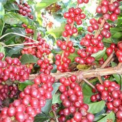 Brazil-Fazenda-Paraiso---Natural---(60Kg)-(CM-BR-106-01)