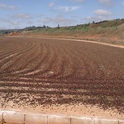 Brazil-Meloso-Fino-P/N---(60Kg)-(CM-BR-092)